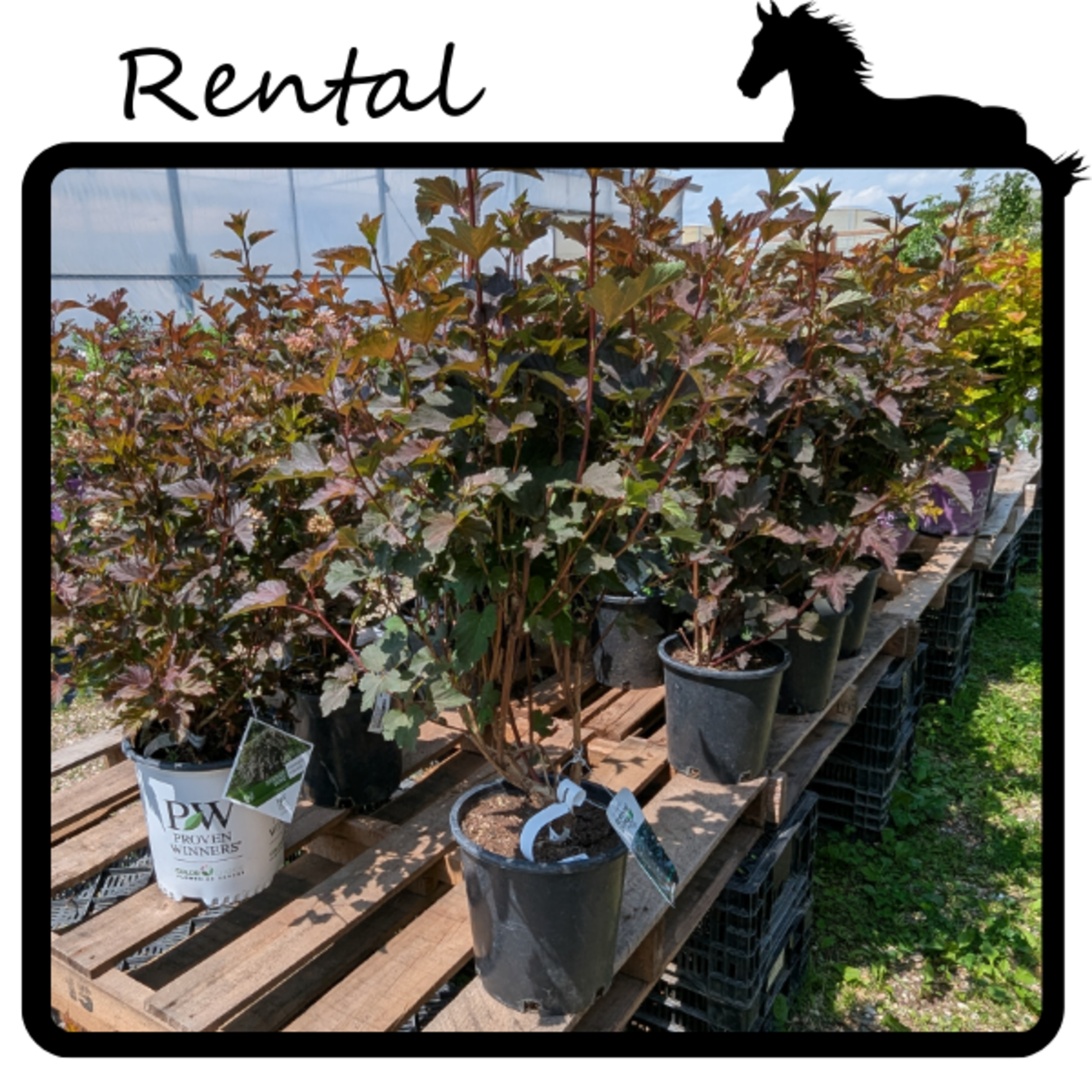 Rental - Wine Ninebark #02 - #03 Gallon Nursery Container