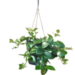 Aeschynanthus sp. Assorted Lipstick Plant