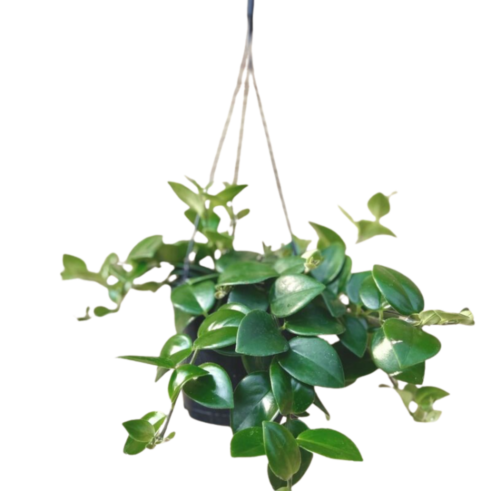 Aeschynanthus sp. Assorted Lipstick Plant