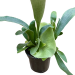 Platycerium bifurcatum Staghorn Fern