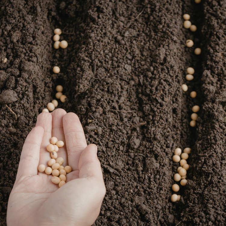 Seed depth and spacing example