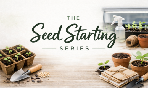 Week 2 - Right Seed, Right Time