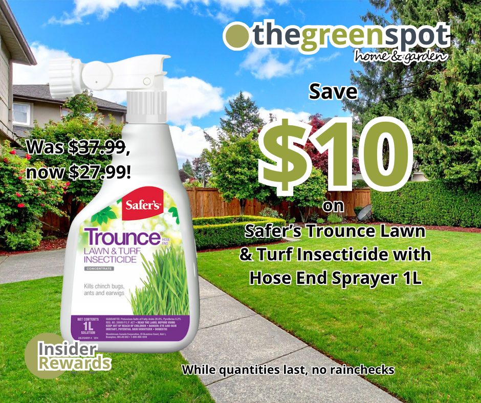 Trounce Promotion