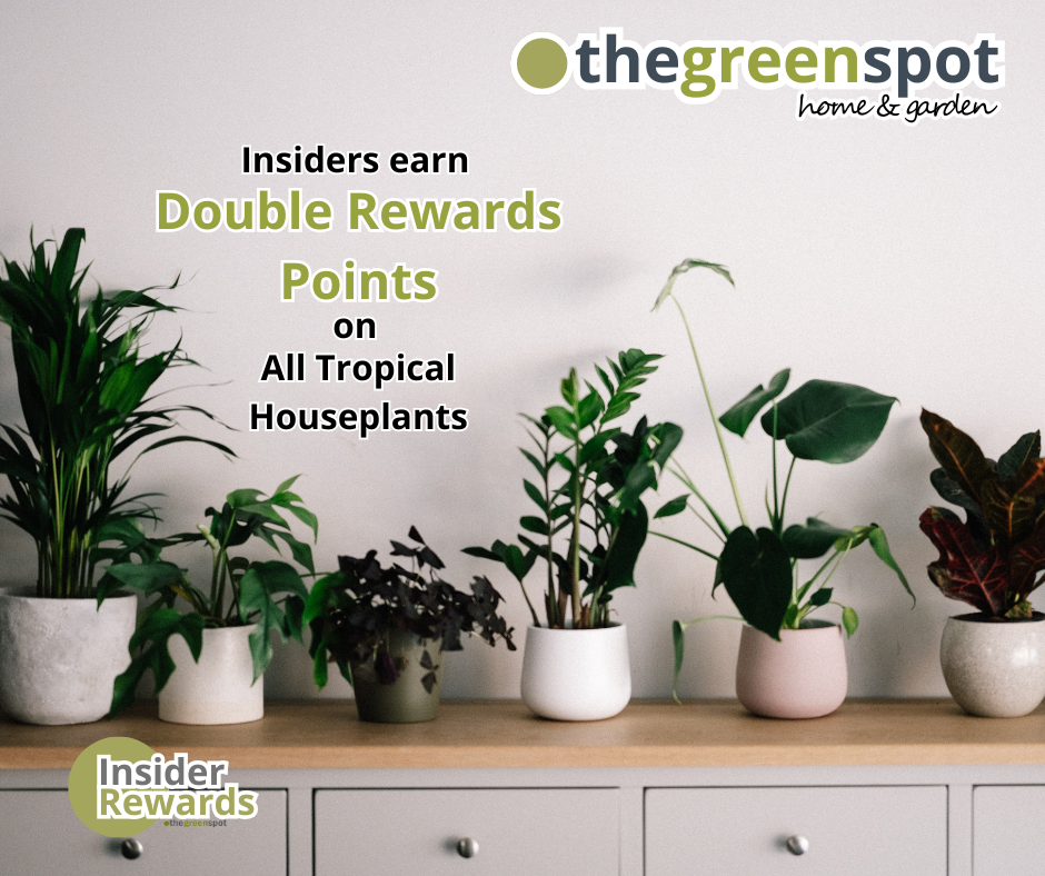 Earn Double Rewards Points on all tropical indoor plants