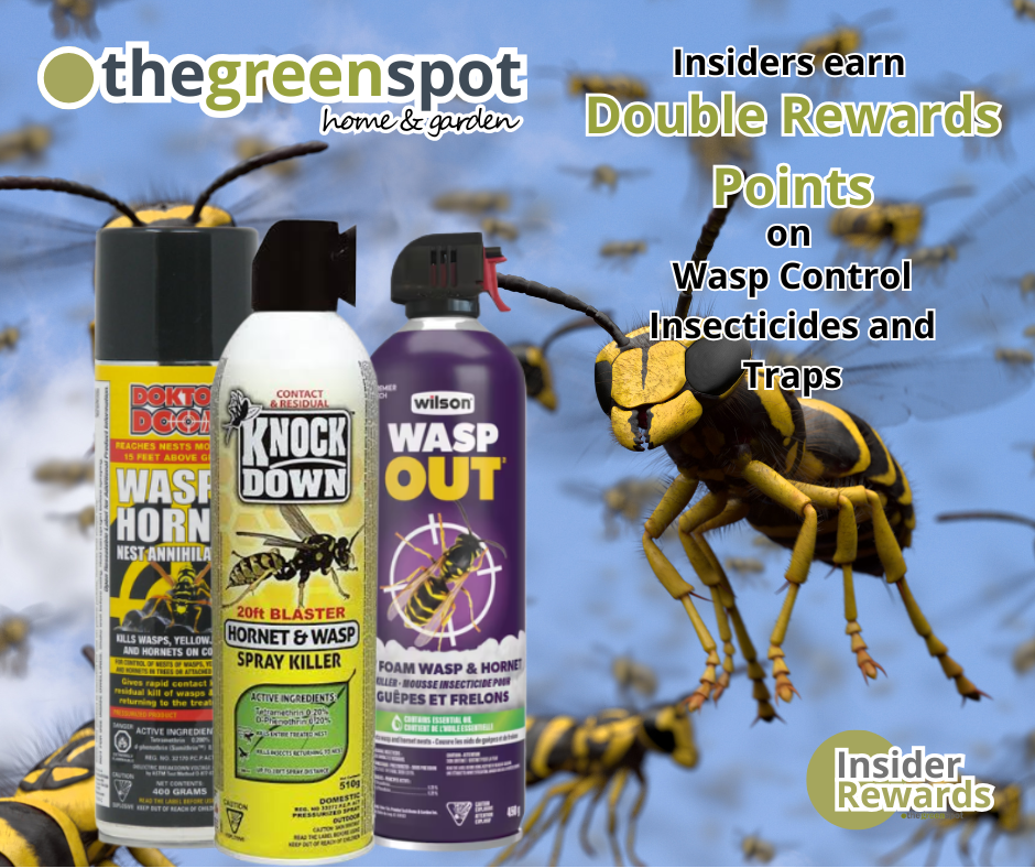 Earn Double Rewards Points on wasp control insecticides and traps