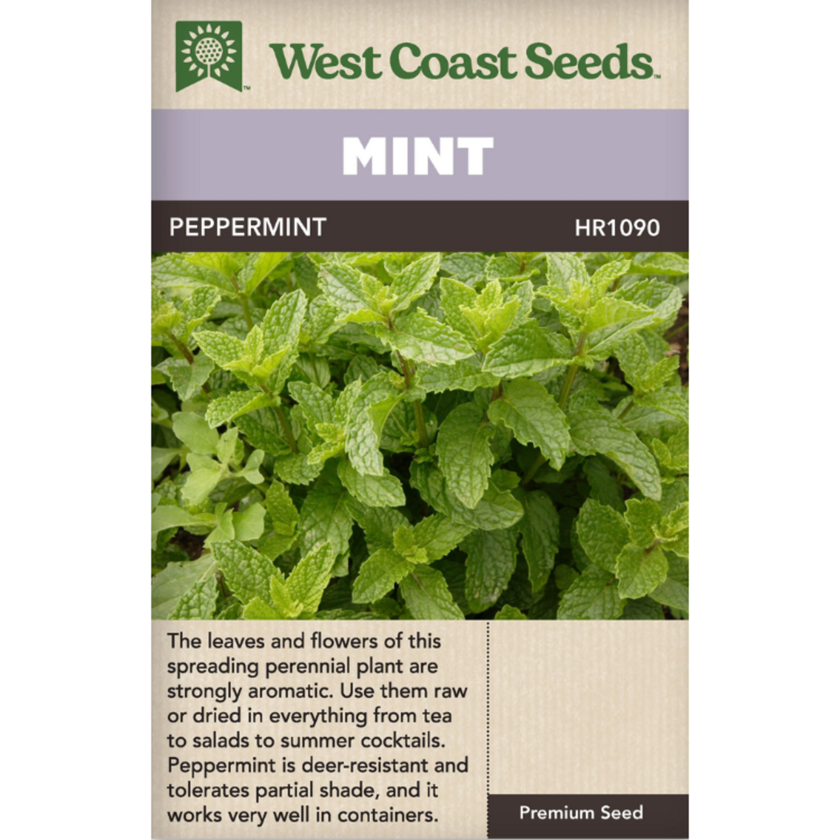 West Coast Seeds - Peppermint - Peppermint