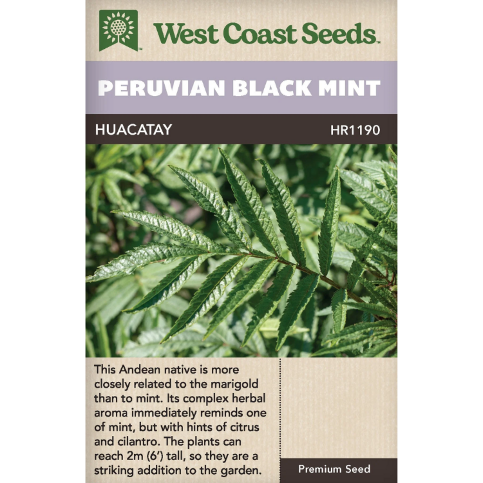 West Coast Seeds - Mint - Peruvian Black Mint