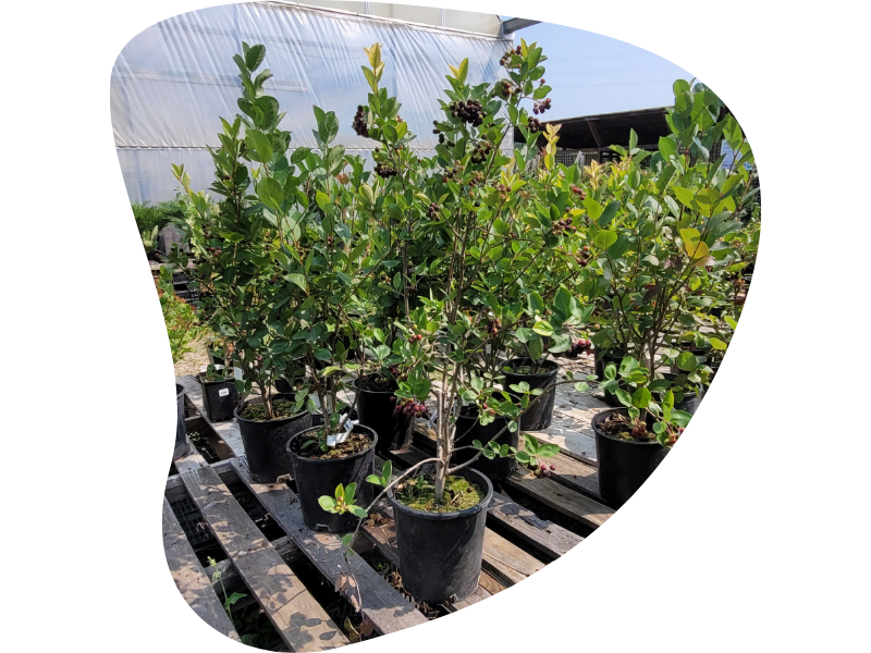 End-of-season sales at The Green Spot Nursery
