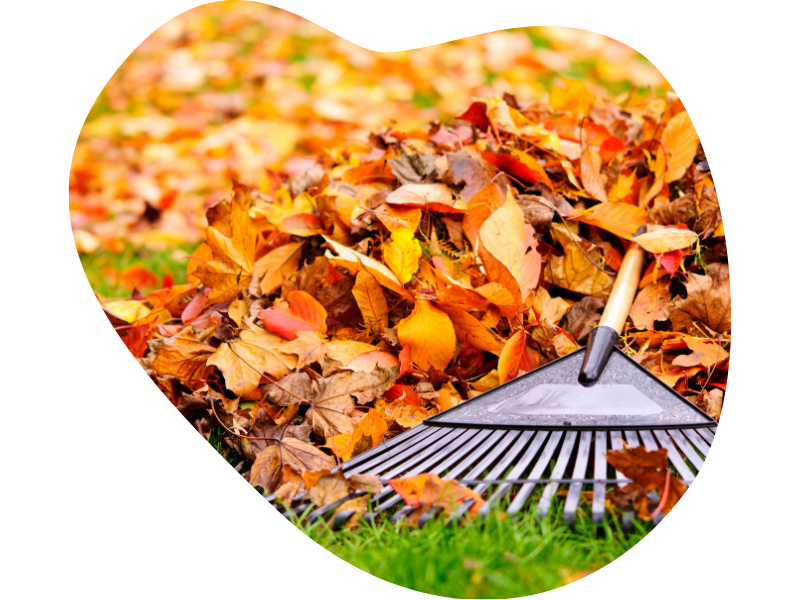 Book your fall yard cleanup with Green Spot Landscapes