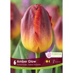 Triumph Tulip - Amber Glow 6pk