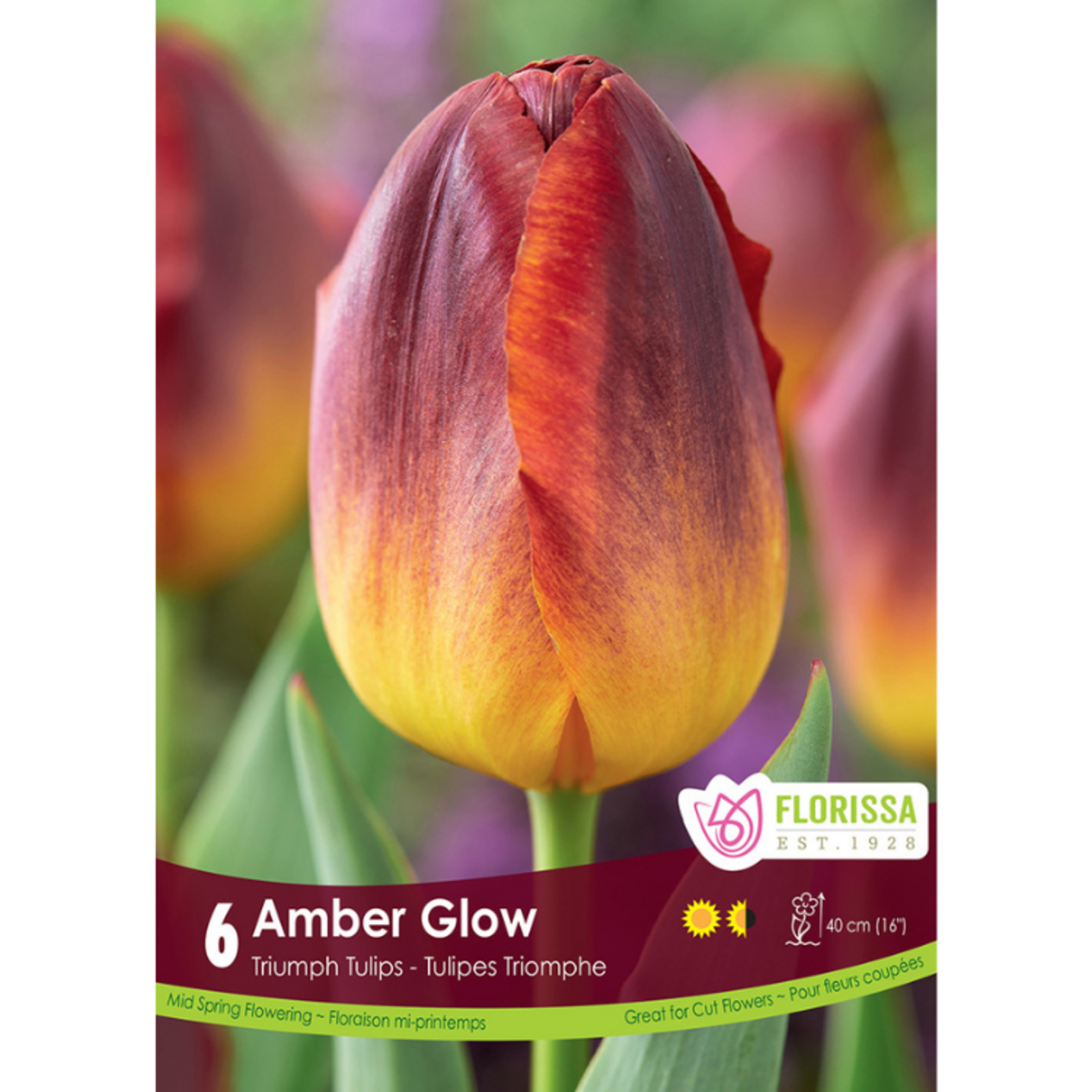 Florissa - Triumph Tulip - Amber Glow 6pk