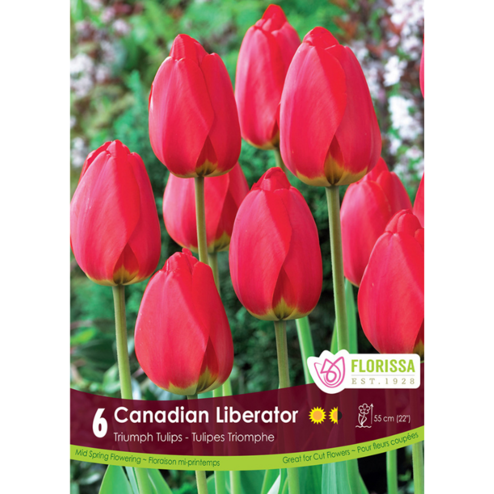 Florissa - Triumph Tulip - Canadian Liberator 6pk