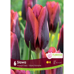 Triumph Tulip - Slawa 6pk