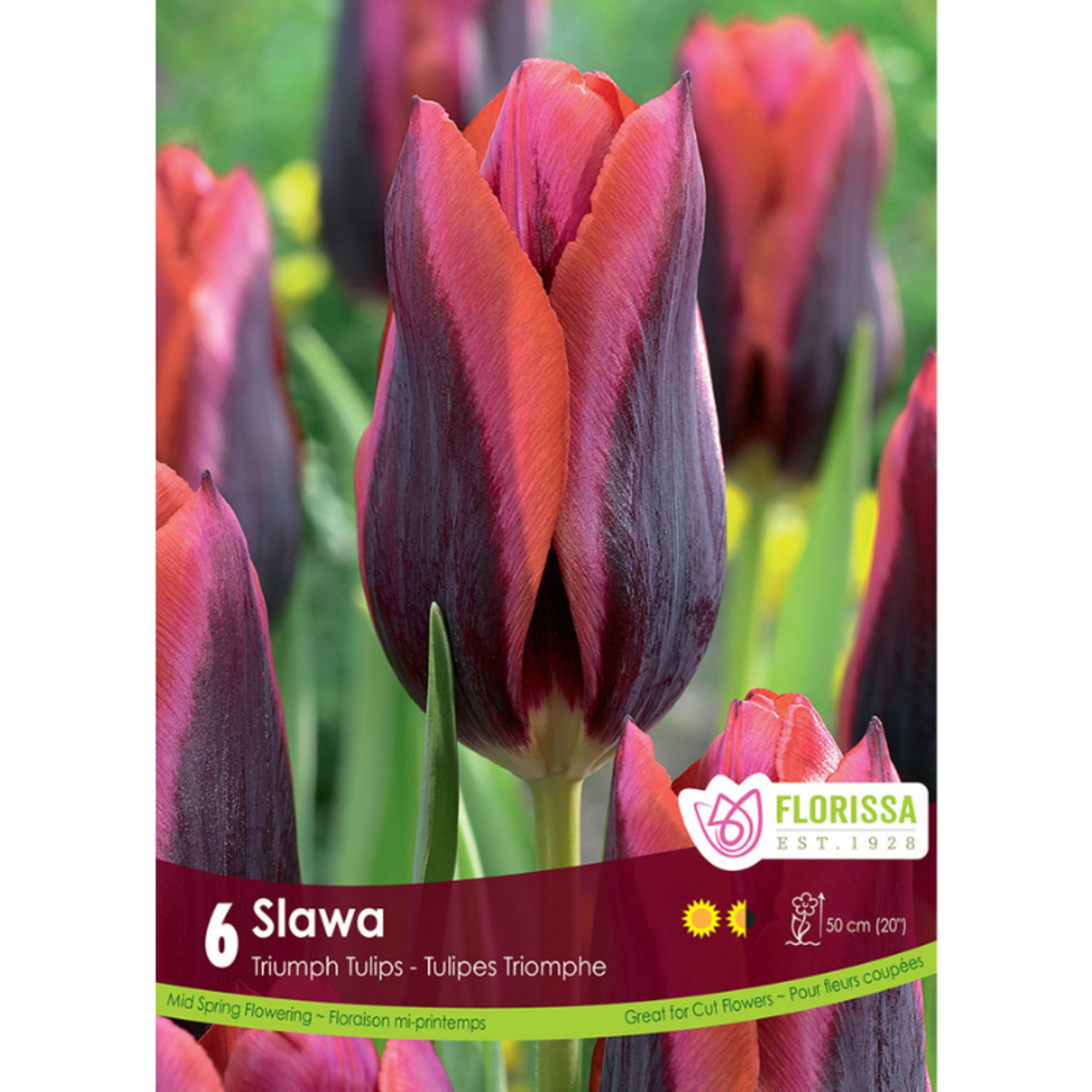 Florissa - Triumph Tulip - Slawa 6pk