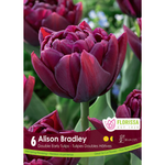 Double Early Tulip - Alison Bradley 6pk