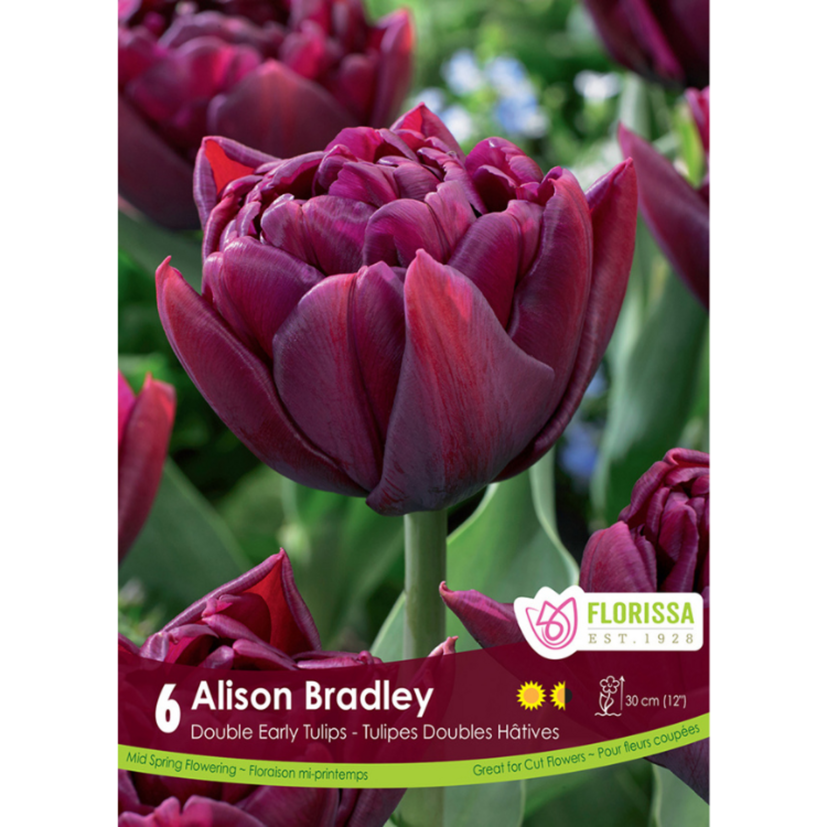 Florissa - Double Early Tulip - Alison Bradley 6pk