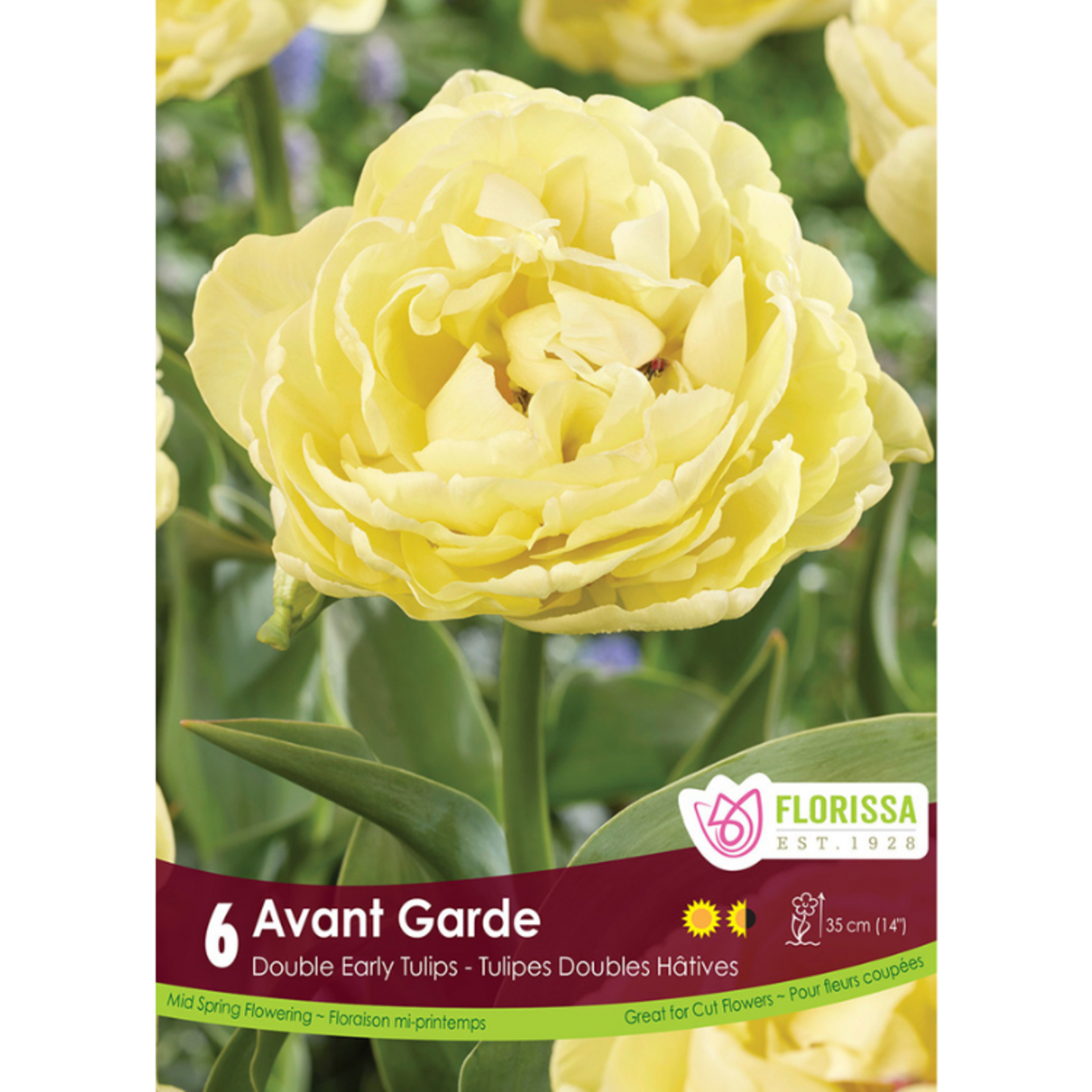 Florissa - Double Early Tulip - Avant Garde 6pk