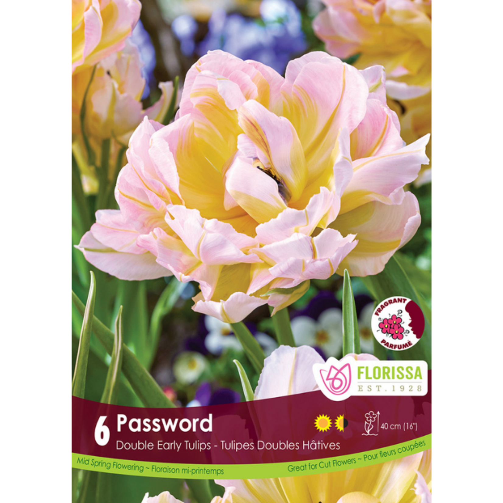 Florissa - Double Early Tulip - Password 6pk