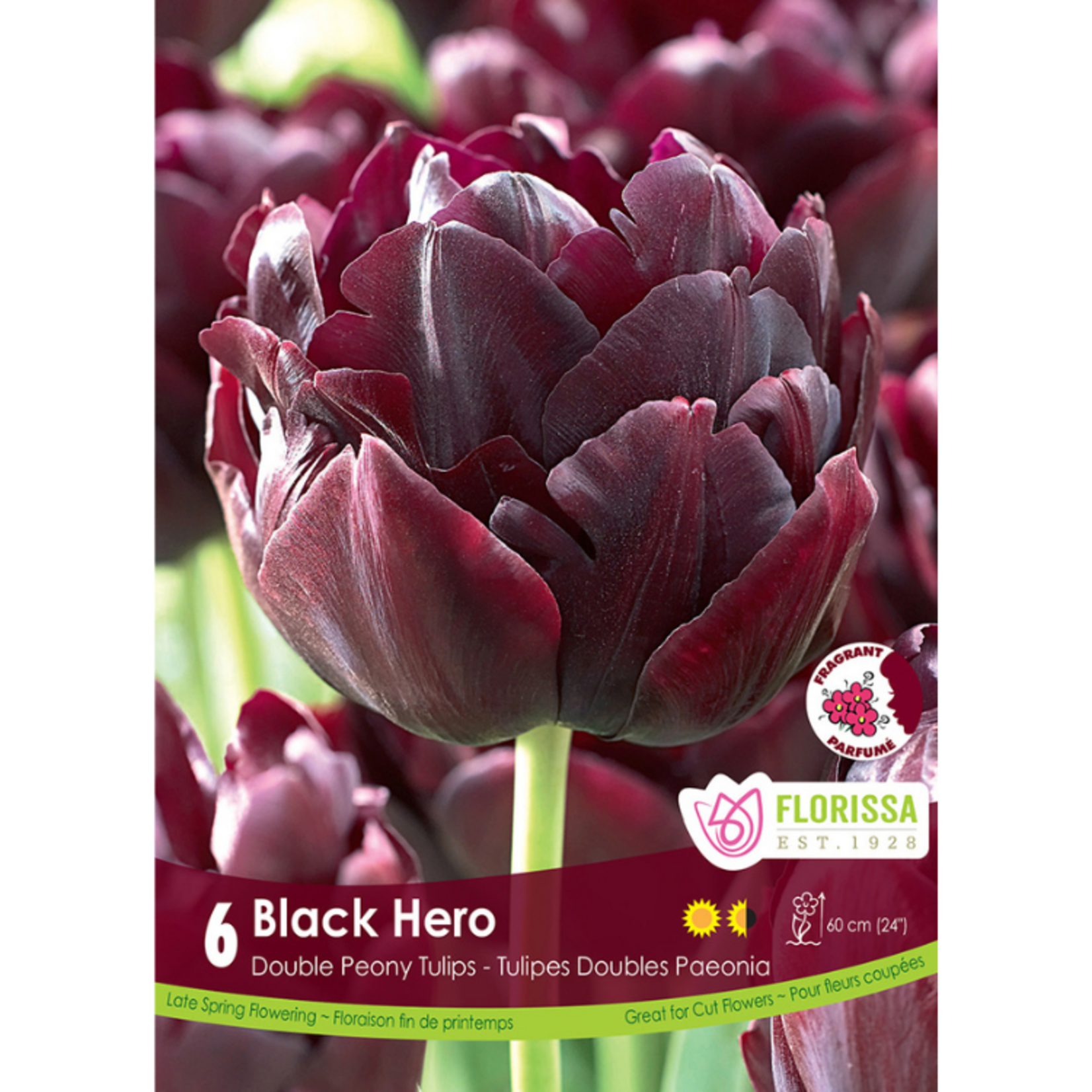Florissa - Double Late Tulip - Black Hero 6pk