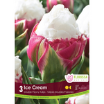 Double Late Tulip - Ice Cream 3pk