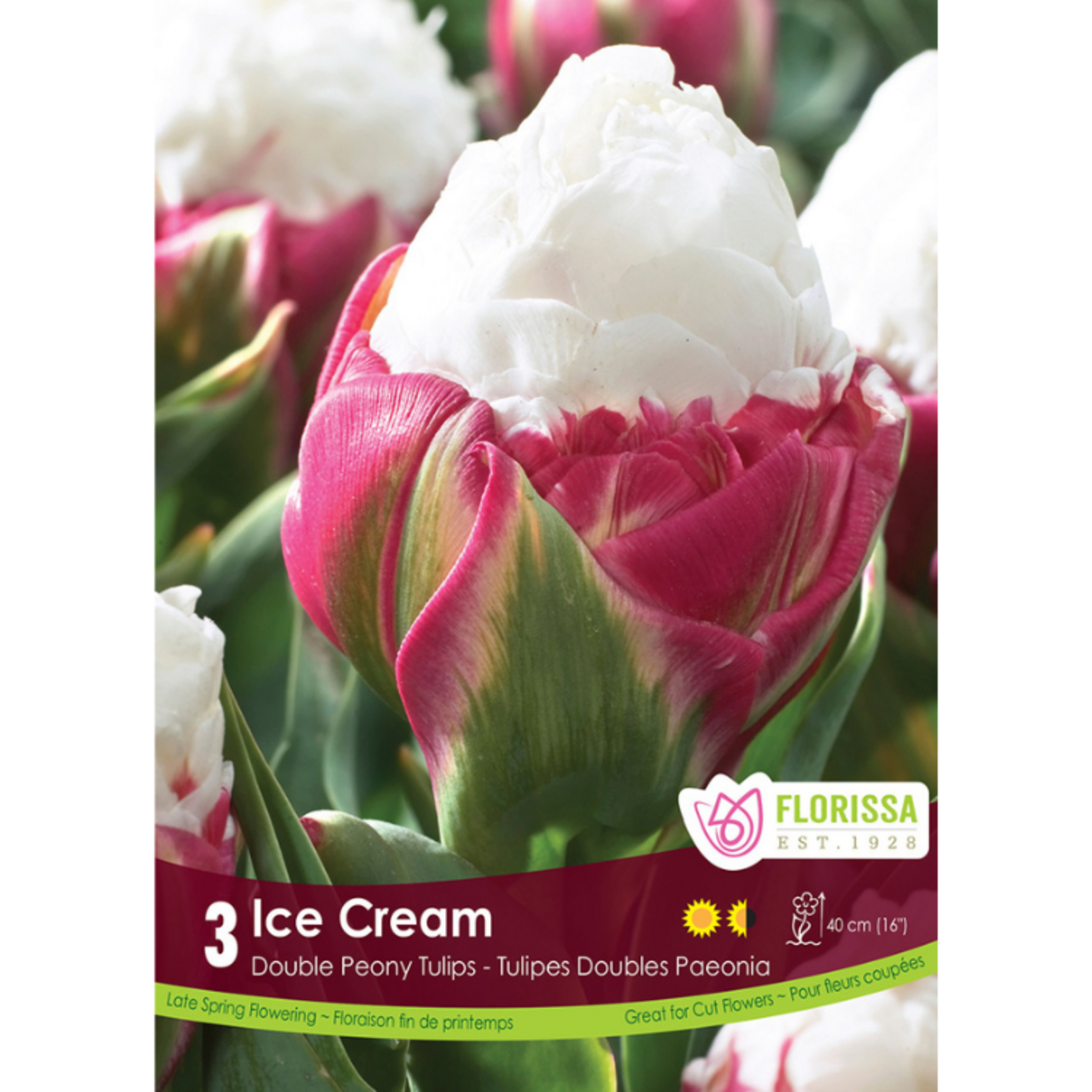 Florissa - Double Late Tulip - Ice Cream 3pk