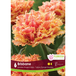 Double Fringed Tulip - Brisbane 6pk