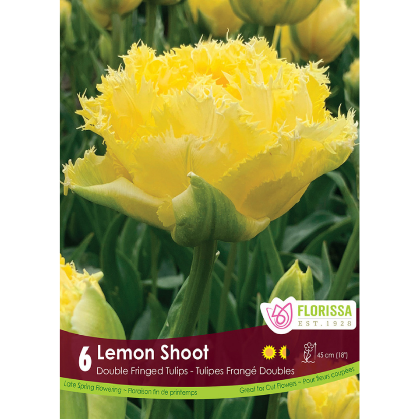 Florissa - Double Fringed Tulip - Lemon Shoot 6pk