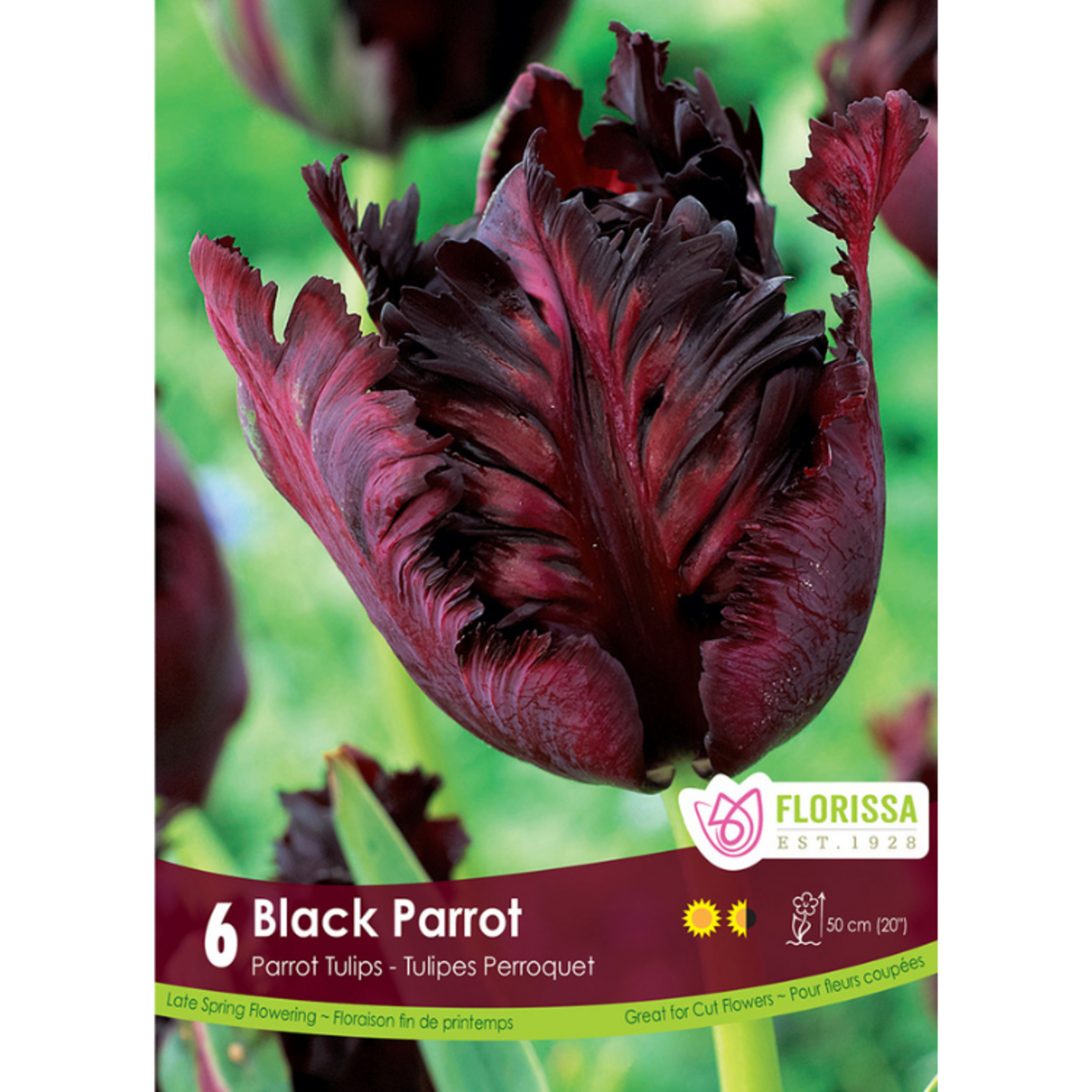 Florissa - Parrot Tulip - Black Parrot 6pk