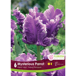 Parrot Tulip - Mysterious Parrot 6pk