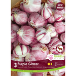Hardneck Garlic - Purple Glazer 3pk