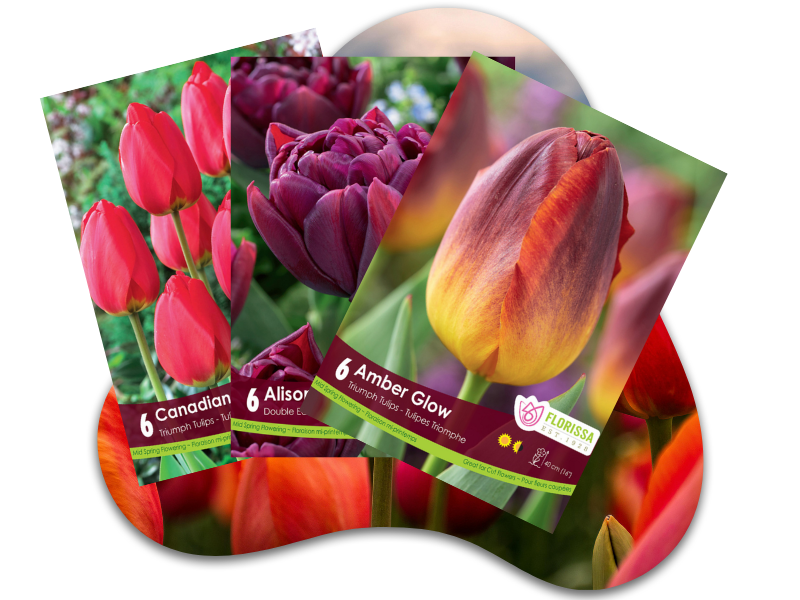 Buy One, Get One Free Florissa Tulip & Ranunculus Packages