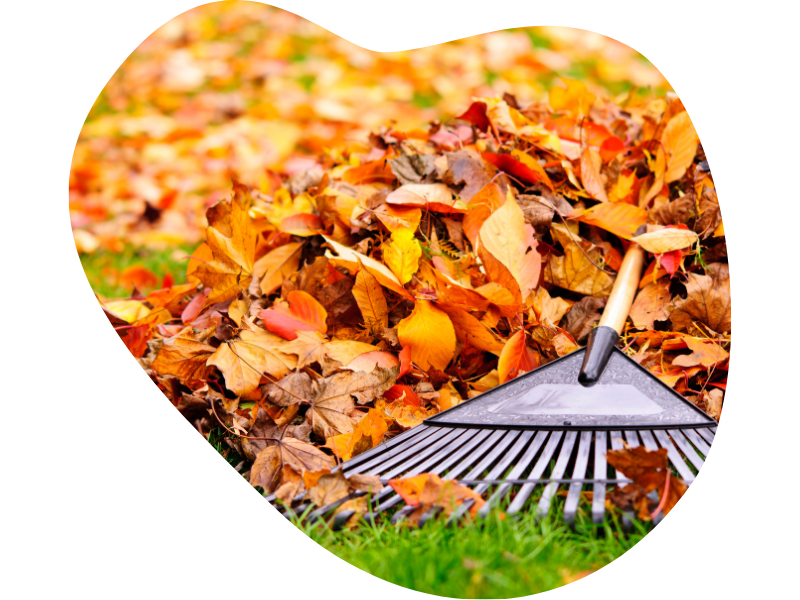Now Is the Time to Book Your Fall Cleanup