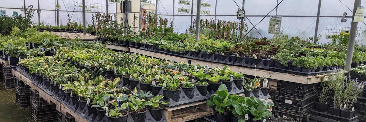 Explore our perennial selection