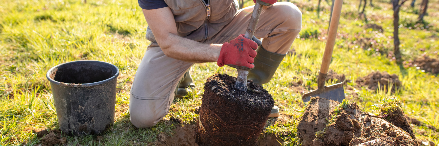 Tree planting and landscaping services
