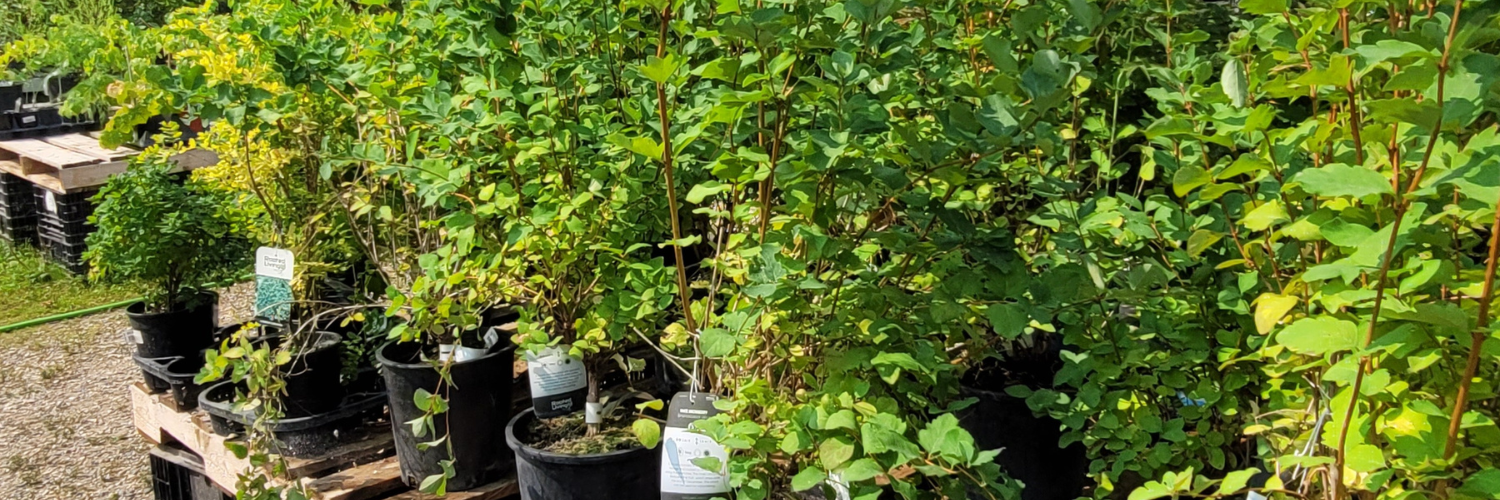 Tree and shrub species