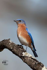 Art Eastern Bluebird Print
