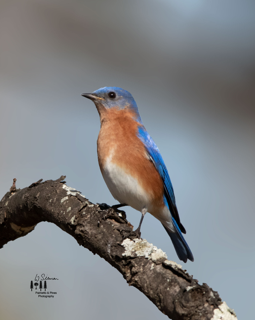 Art Eastern Bluebird Print