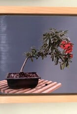 Gift Items Pyracantha Bonsai Art in Floating Wood Frame