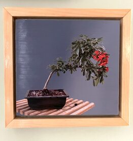Gift Items Pyracantha Bonsai Art in Floating Wood Frame
