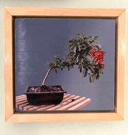 Gift Items Pyracantha Bonsai Print in Floating Wood Frame