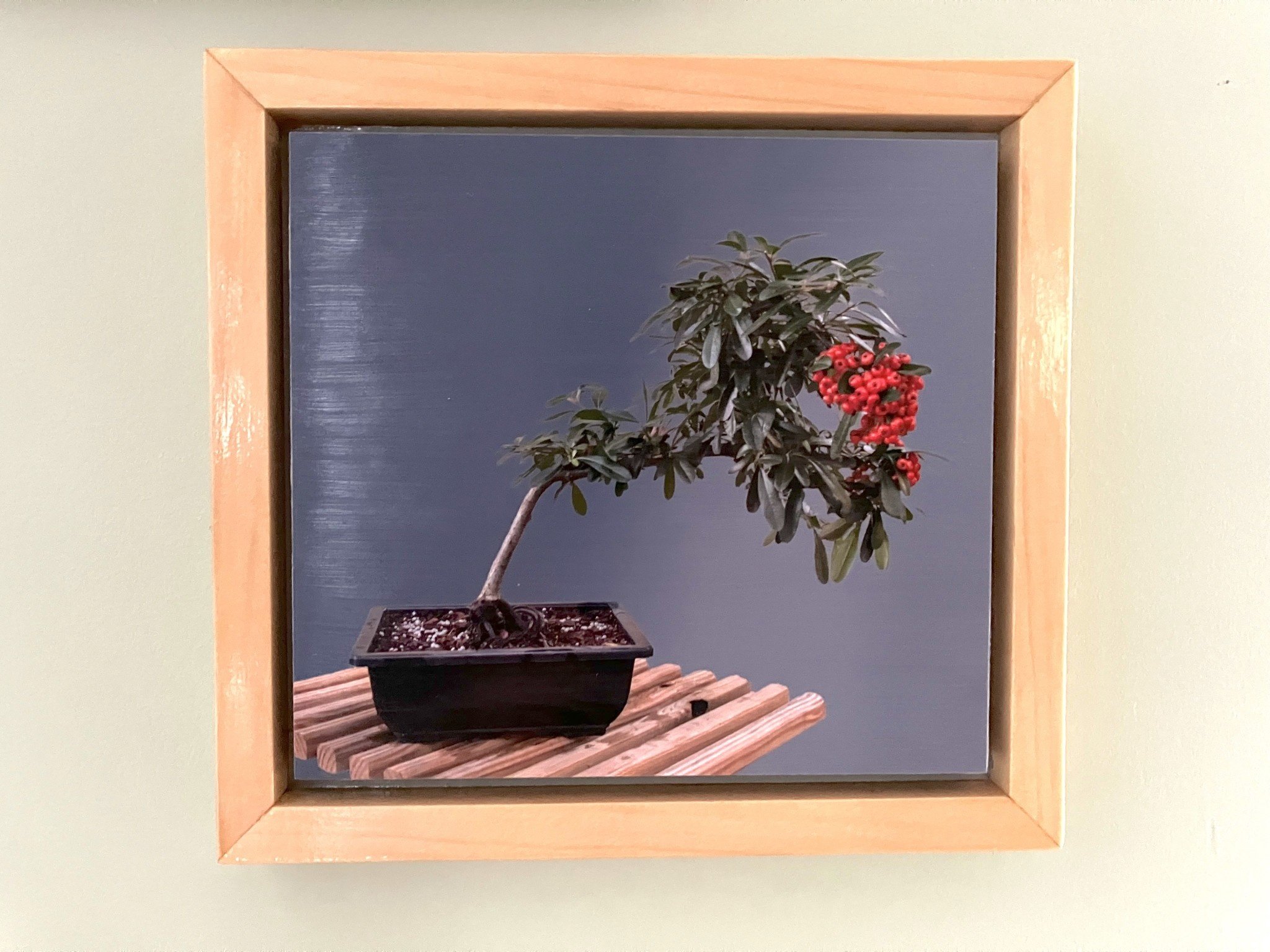 Gift Items Pyracantha Bonsai Art in Floating Wood Frame