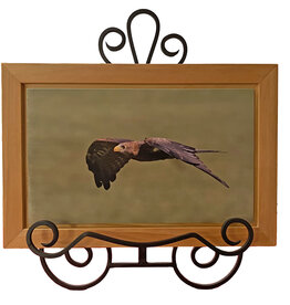 Gift Items Hawk in Flight Art in Floating Wood Frame