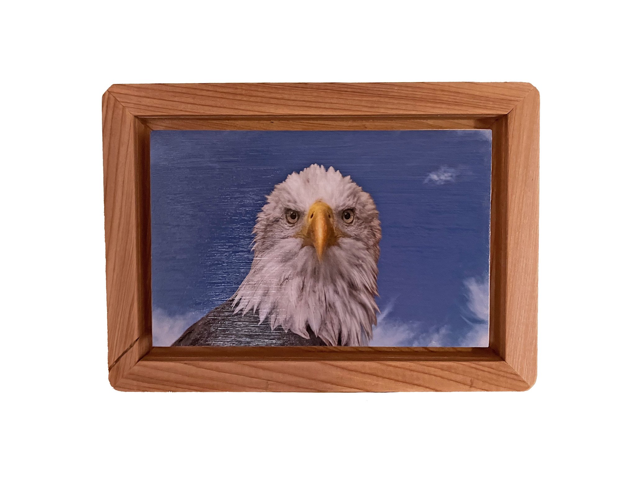 Gift Items Eagle Head Art in Floating Wood Frame