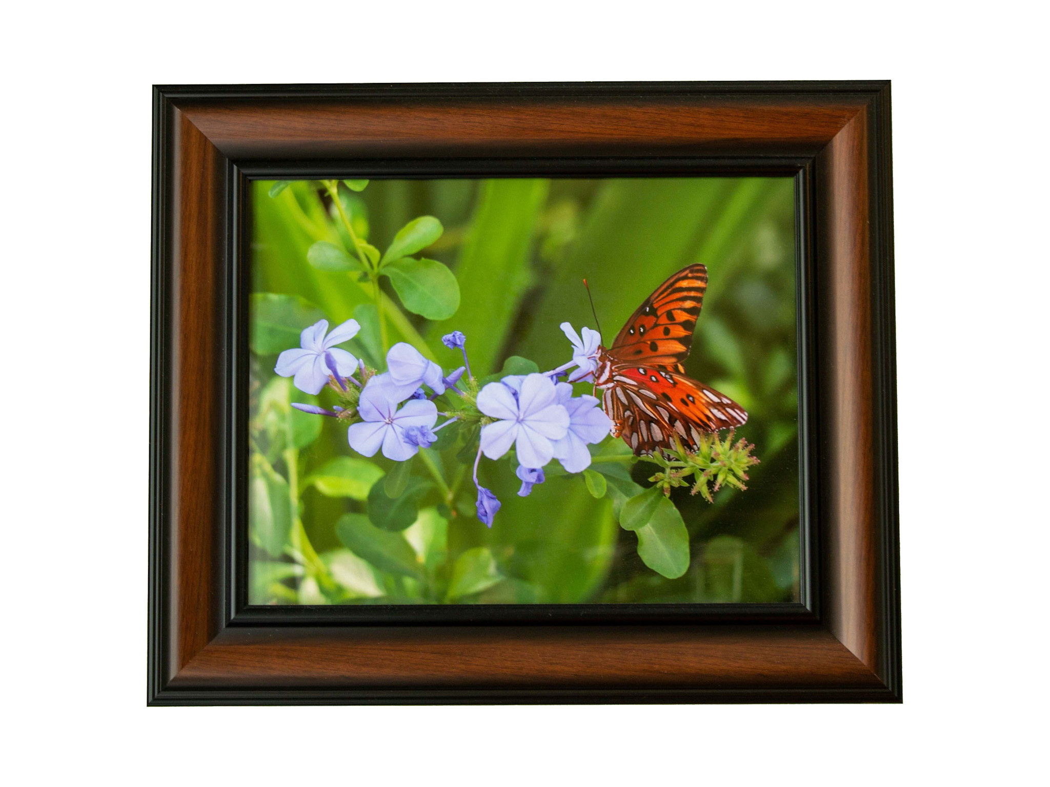 Gift Items Framed Butterfly