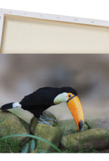 Art Toucan Print