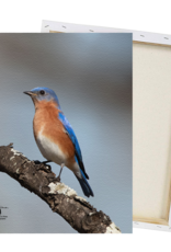 Art Eastern Bluebird Print