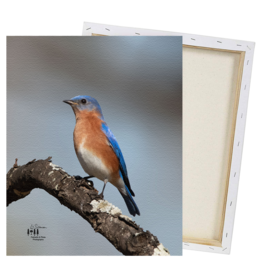 Art Eastern Bluebird Print