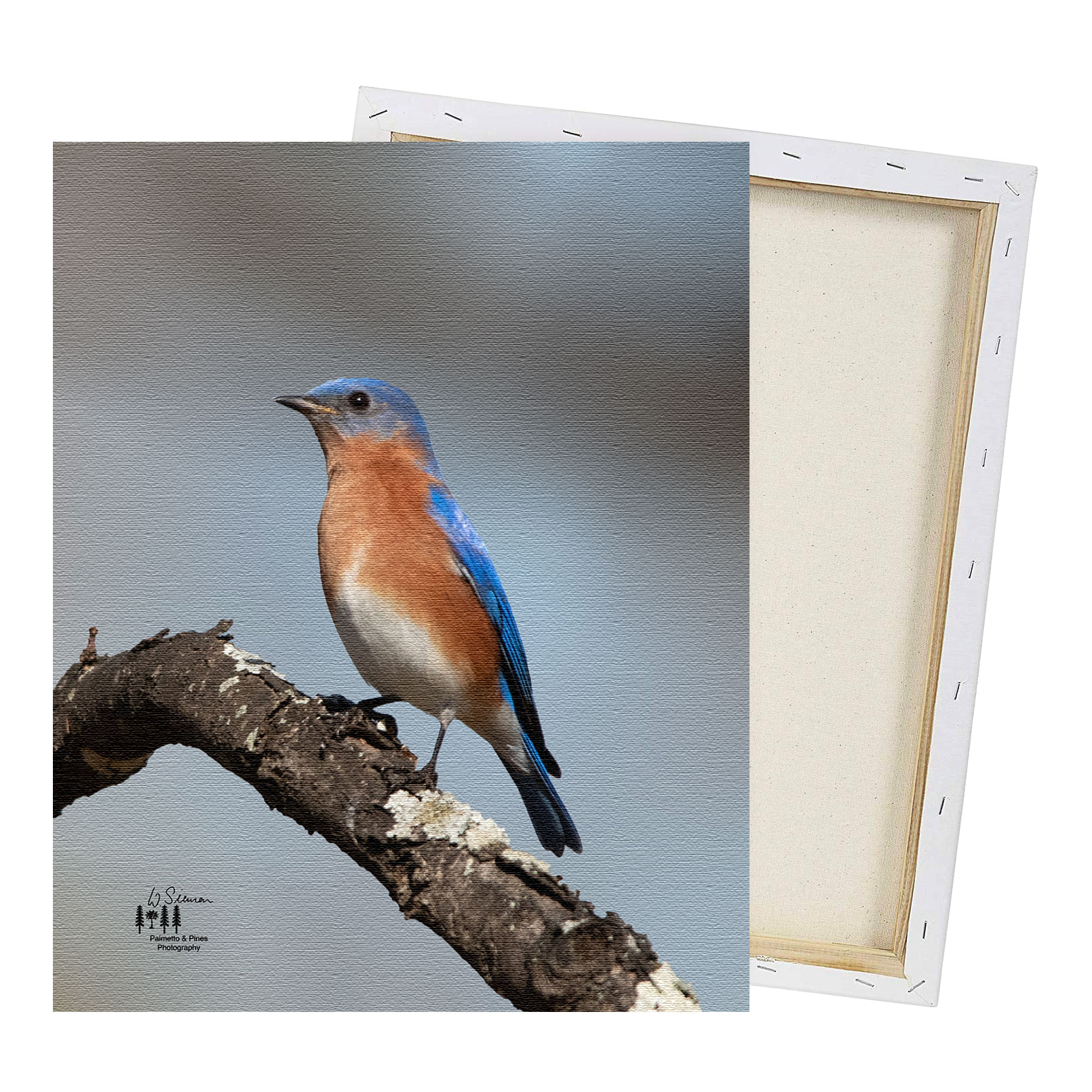 Art Eastern Bluebird Print