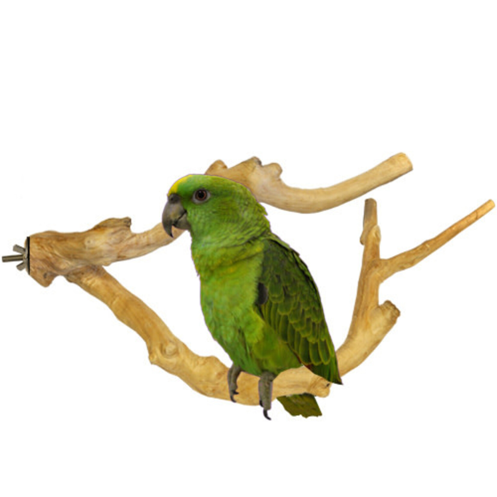 Kings Cages Kings Java Multi Branch