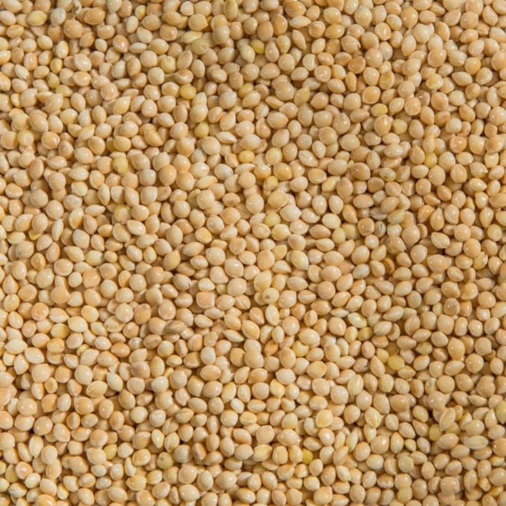 Ralph Moore RM White Millet (40LB)